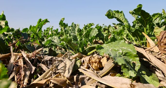 a crop of sugar beet, some of the leaves of which have wilted, a field with sugar beet for the production of white crystalline sugar before harvest, close up