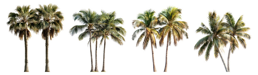 Obraz premium Collection of Tropical Palm Trees Isolated on a White Background