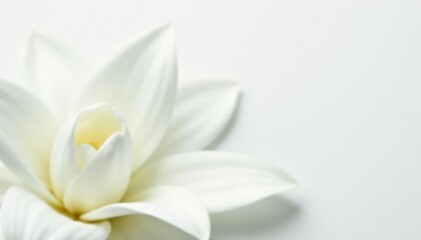 Fototapeta premium Close-up of pristine white flower petals against a stark white background , white backdrop, delicate