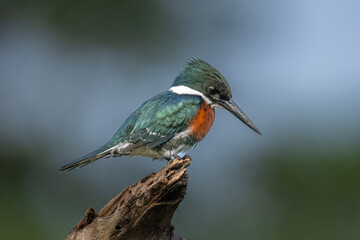 Green Kingfisher
