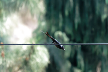 Black drongo on the line
