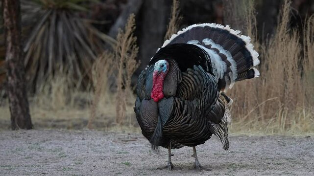 turkey in the field s[read tail in the spring for mating