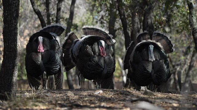 turkey in the field s[read tail in the spring for mating