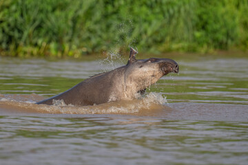 Brazilian Tapir lunging out of the water in the Pantanal