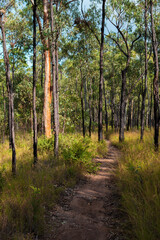 Path in the woods