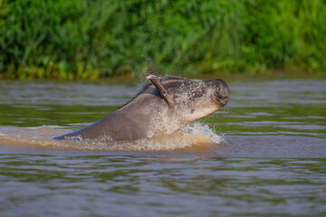 Brazilian Tapir lunging out of the water in the Pantanal