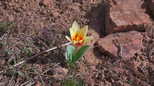 Beautiful wild tulip sways in the wind in barren reddish terrains of Wester Tian Shan mountains.