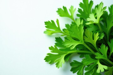 Fototapeta premium Flat lay parsley sprigs forming geometric shape , elegant, simple, background