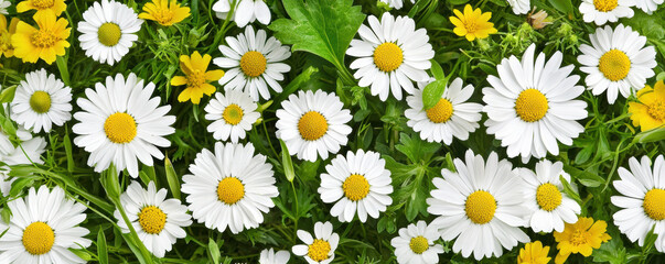 A vibrant field of white daisies and yellow flowers, surrounded by lush green leaves, creating a cheerful and lively natural scene.