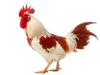 Fototapeta premium Majestic Red and White Rooster Standing Tall on Transparent Background