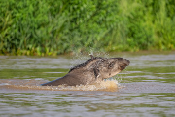 Fototapeta premium Brazilian Tapir lunging out of the water in the Pantanal