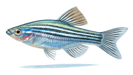 Fototapeta premium Zebrafish (Danio rerio) Side View - Isolated PNG on Transparent Background