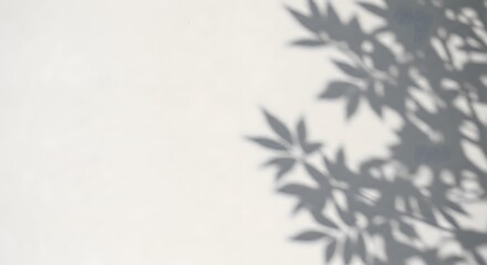 Naklejka premium branches of a tree in snow