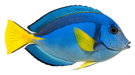 Blue Tang Fish (Paracanthurus hepatus) - Isolated PNG on Transparent Background