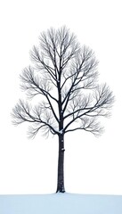 Obraz premium A single branch of bare trees isolated on a white background in winter landscape, white background, frosty