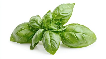 Basil isolated on white background