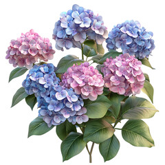 3D Hydrangea Bush with Pink and Blue Blooms Isolated on Transparent Background