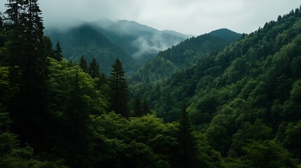 Fototapeta premium Misty Mountain Forest Serene Green Valley Landscape.