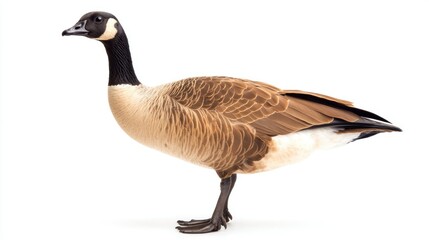 Canada Goose isolated on white background