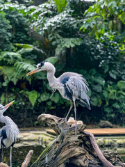 Two elegant Grey Heron Ardea cinerea gracefully stand beside a tranquil pond, which is beautifully surrounded by vibrant green foliage