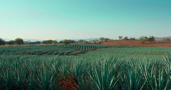 A panoramic view of a vast agave field in rural Mexico as the camera sweeps toward the distant hills. The horizon, open sky, and layered crops create a peaceful, expansive rural landscape.