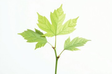 Naklejka premium Single, delicate sapling against pure white backdrop , branch, clean