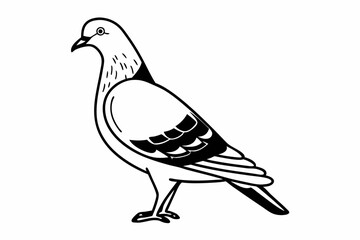 vector illustration of a pigeon