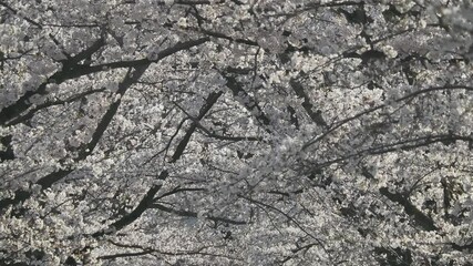 Tokyo, Japan - April 5, 2025:  Arcade of Cherry blossoms in full bloom in the morning