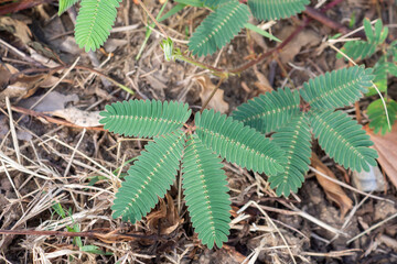 Sensitive plant leaves in the garden