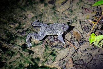 Spotted Frog in Clear Water