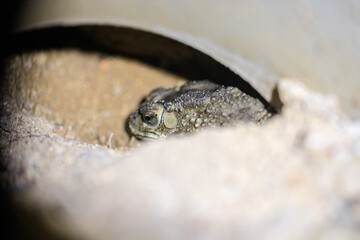 Toad Hiding Under a Pipe