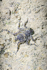Dragonfly Larva on Sandy Surface