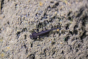 Hong Kong Newt Larva in River Habitat