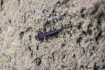 Hong Kong Newt Larva in River Habitat