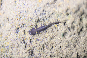 Hong Kong Newt Larva in River Habitat