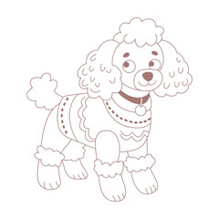 Fototapeta premium A cute poodle in a sweater.