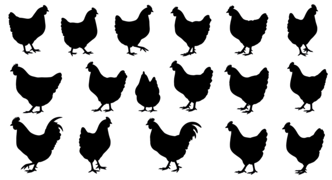 Chicken Silhouette Collection