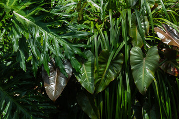 Naklejka premium high contrast tropical plant background 