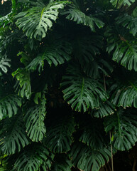high contrast tropical plant background	