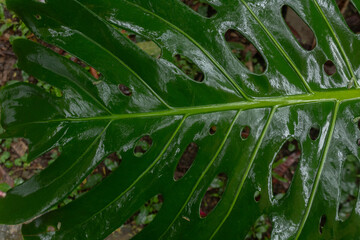 high contrast tropical plant background	