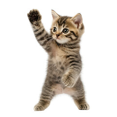 Fototapeta premium Adorable kitten playfully posing with bright eyes and fluffy fur in a cozy indoor setting full of charm transperent background