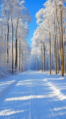 Winter wonderland forest path.  Sunlight filters through snow-covered trees