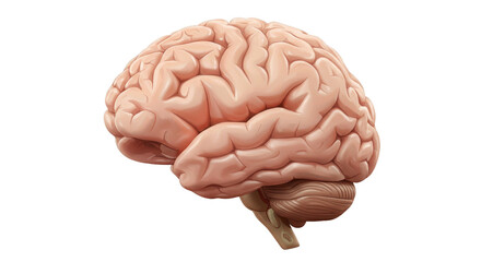 Human Brain Illustration Side View