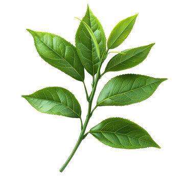 Organic Green Tea Leaves png fresh green tea leaves png organic matcha leaves png dried green tea png pure organic tea leaves png transparent background image