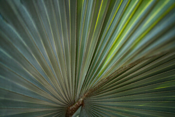 Obraz premium Palm leaves background. Green leaves wallpaper. Exotic jungle foliage. Leaves tropical greenery. Palm leaf closeup shot. Tropical leaf pattern. Palm leaves design. Green palm background.