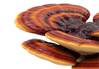 reishi mushroom isolated on white or transparent