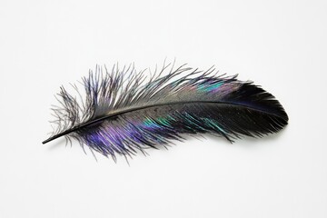 Fototapeta premium A single iridescent black feather isolated on a white background, showcasing its intricate details and vibrant hues.
