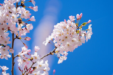 Sunny Spring Day. Spring background of branches of a blossoming tree on blue sky. Cherry blossoms trees in spring. White plum blossom, beautiful white flowers, plum branch. Bloom on branch.