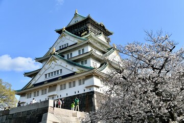 Fototapeta premium 春の桜の大阪城