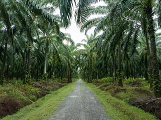 Aerial view of vast oil palm plantations in Indonesia